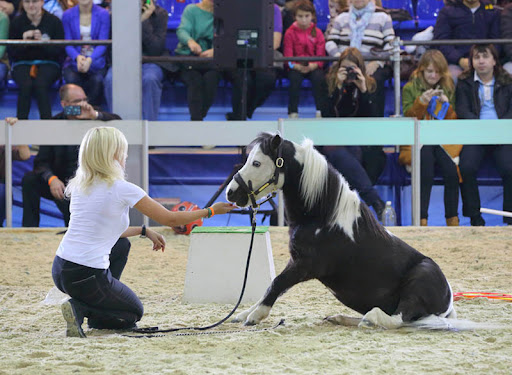 馬匹博覽會(huì)，馬展現(xiàn)場，莫斯科馬博覽會(huì)現(xiàn)場